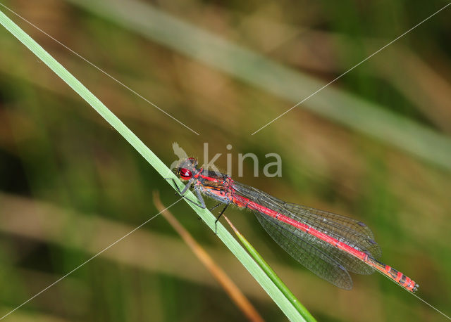 Vuurjuffer (Pyrrhosoma nymphula)