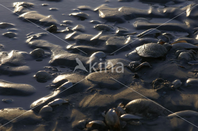 Waddenzee