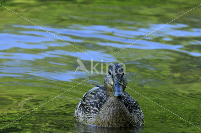 Mallard