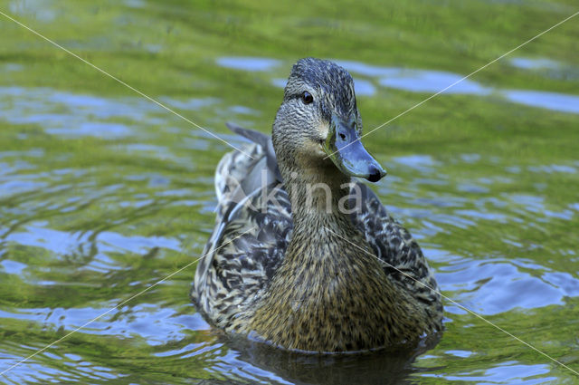 Mallard