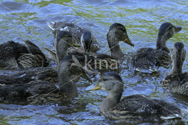 Wilde Eend (Anas platyrhynchos)