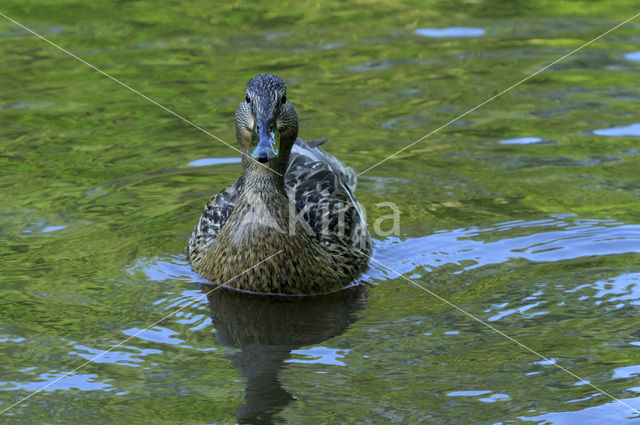 Wilde Eend (Anas platyrhynchos)