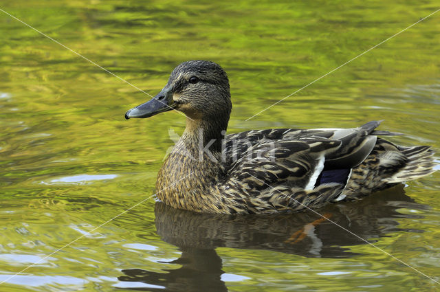 Mallard