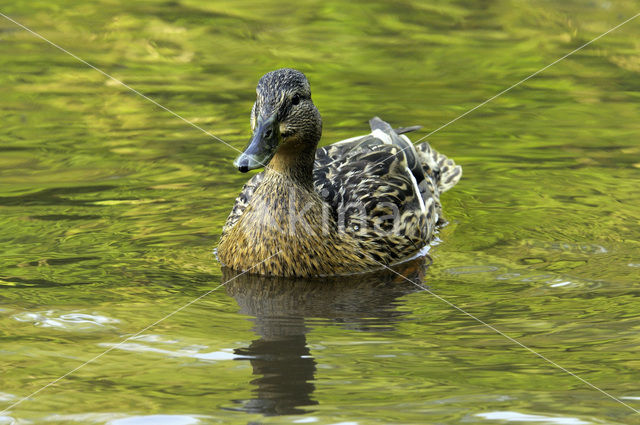 Mallard