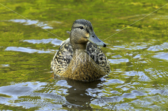 Wilde Eend (Anas platyrhynchos)