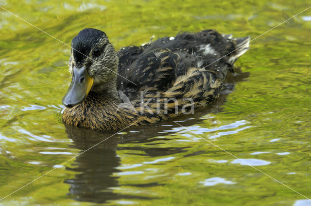 Wilde Eend (Anas platyrhynchos)