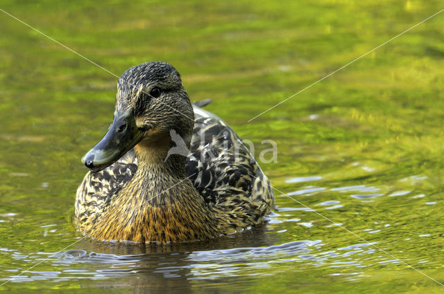 Wilde Eend (Anas platyrhynchos)