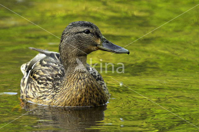 Wilde Eend (Anas platyrhynchos)