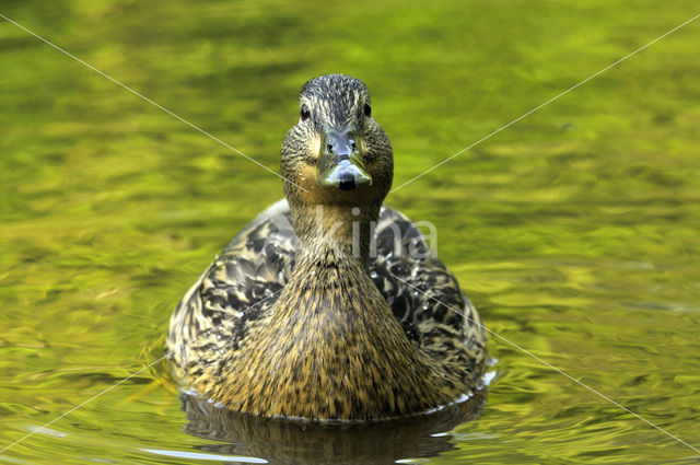 Wilde Eend (Anas platyrhynchos)