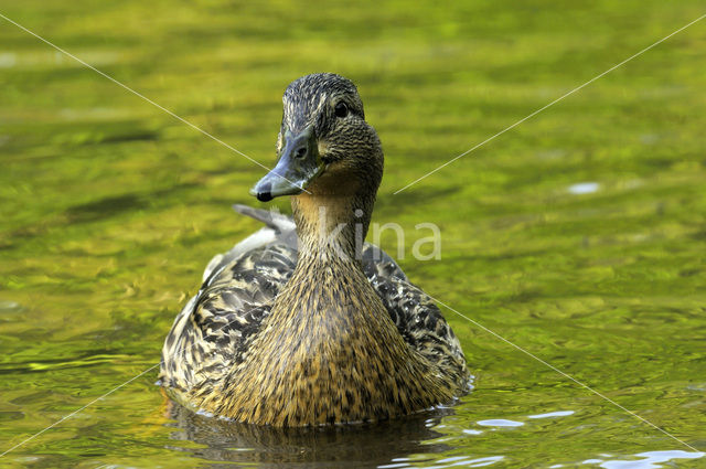 Wilde Eend (Anas platyrhynchos)