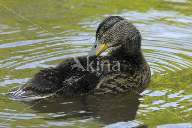 Wilde Eend (Anas platyrhynchos)