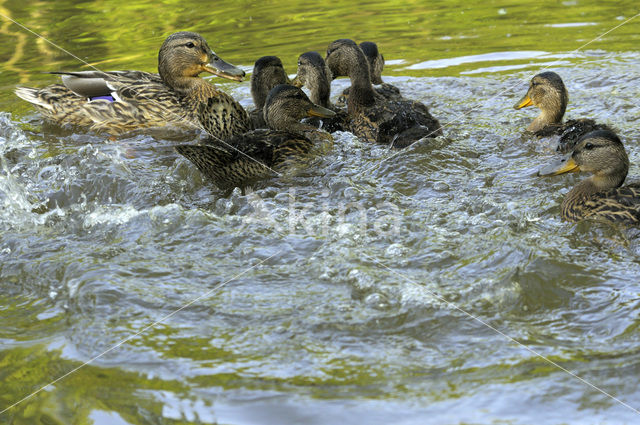 Wilde Eend (Anas platyrhynchos)