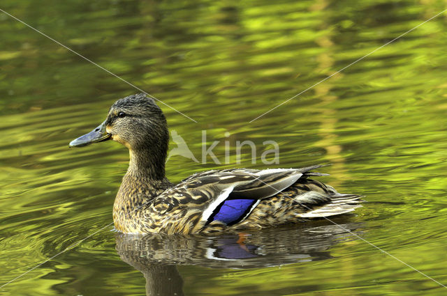 Wilde Eend (Anas platyrhynchos)