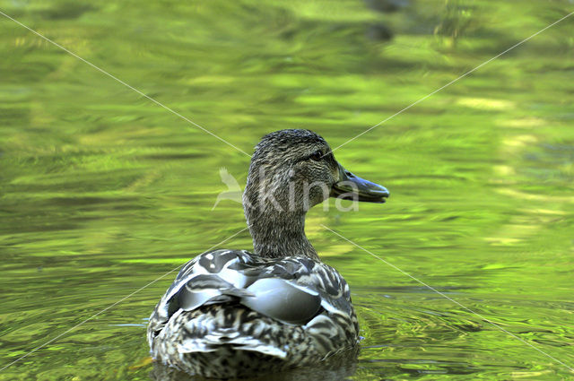 Wilde Eend (Anas platyrhynchos)