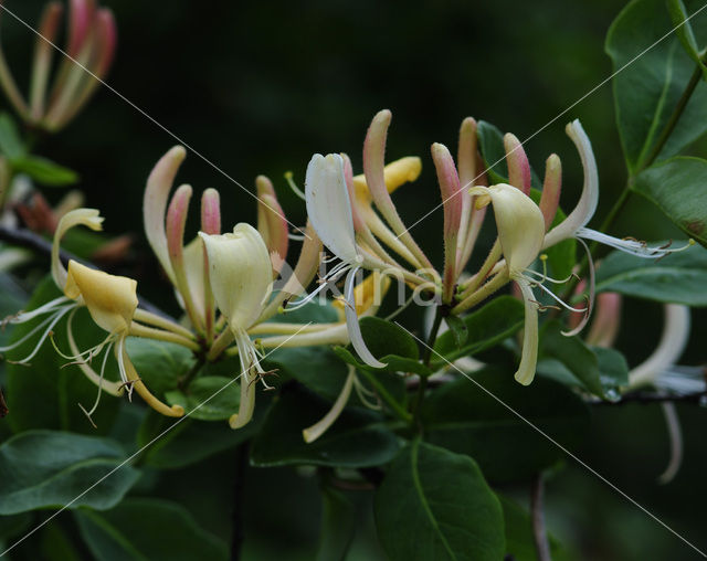 Wilde kamperfoelie (Lonicera periclymenum)