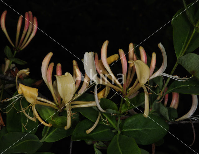 Wilde kamperfoelie (Lonicera periclymenum)