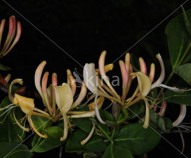 Wilde kamperfoelie (Lonicera periclymenum)