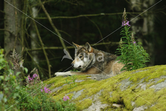 Grey Wolf (Canis lupus)