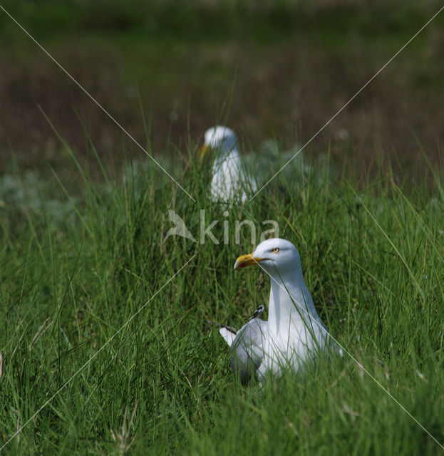 Zilvermeeuw (Larus argentatus)