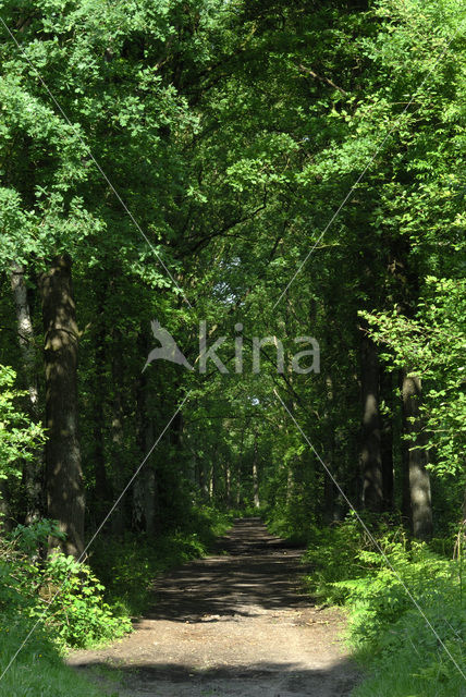 Zomereik (Quercus robur)