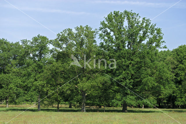 Zomereik (Quercus robur)