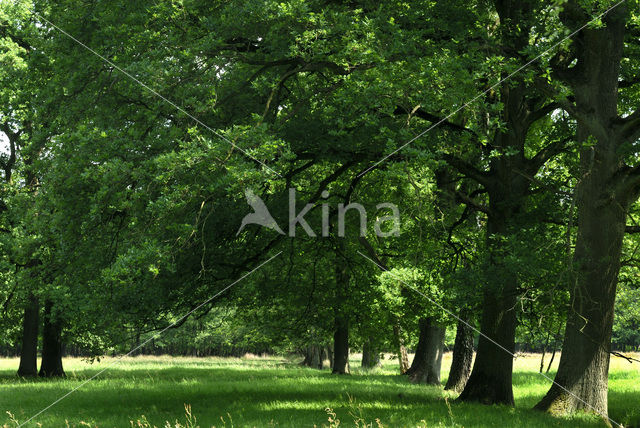 Zomereik (Quercus robur)