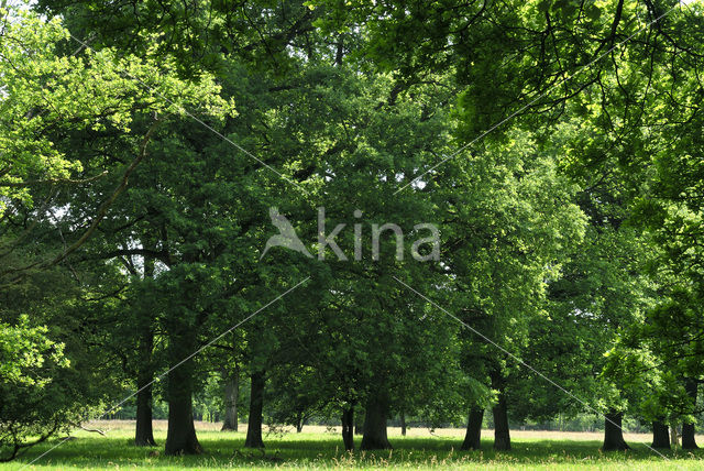 Zomereik (Quercus robur)