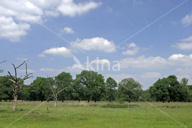 Zomereik (Quercus robur)