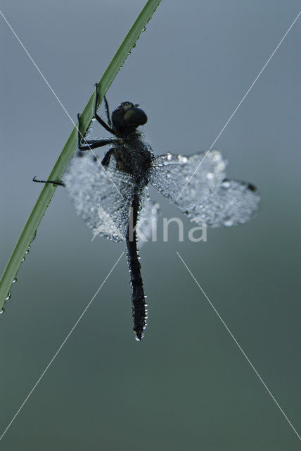 Zwarte heidelibel (Sympetrum danae)