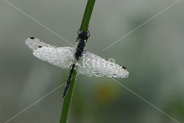 Zwarte heidelibel (Sympetrum danae)