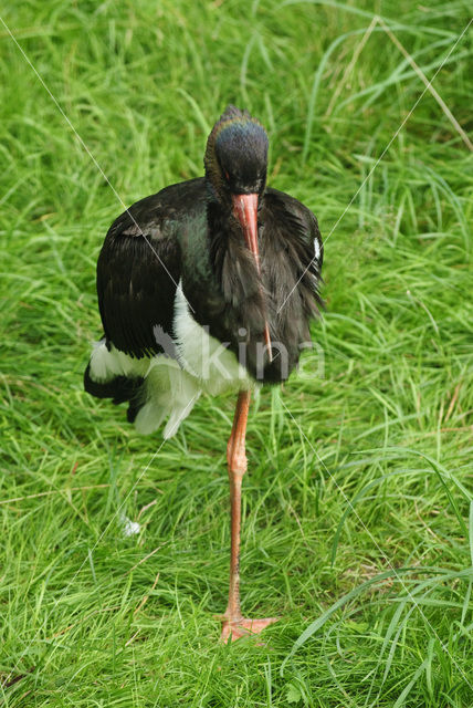 Zwarte Ooievaar (Ciconia nigra)