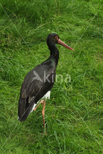 Zwarte Ooievaar (Ciconia nigra)