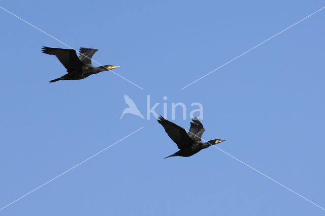 Aalscholver (Phalacrocorax carbo)