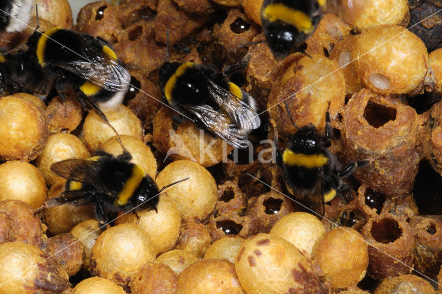 Aardhommel (Bombus terrestris)