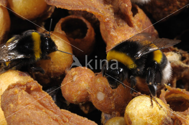 Aardhommel (Bombus terrestris)