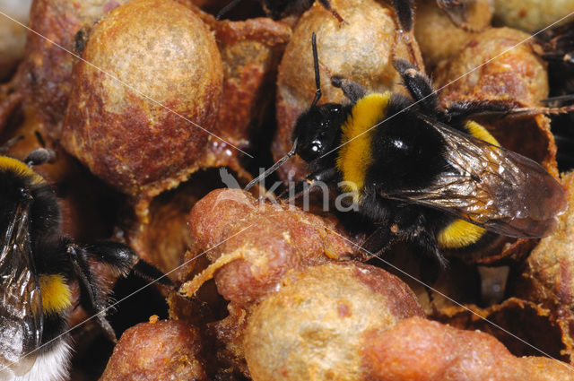 Aardhommel (Bombus terrestris)