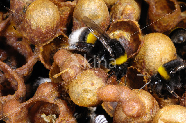 Aardhommel (Bombus terrestris)