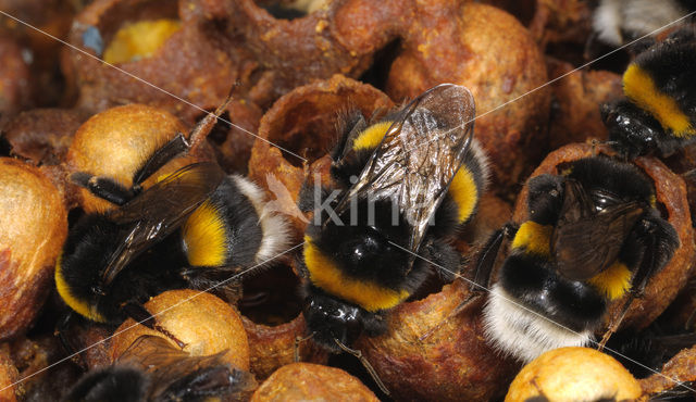 Buff-tailed bumblebee (Bombus terrestris)