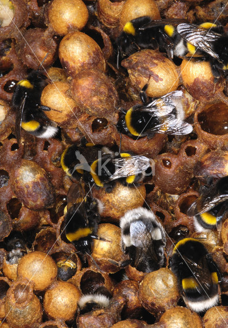 Aardhommel (Bombus terrestris)