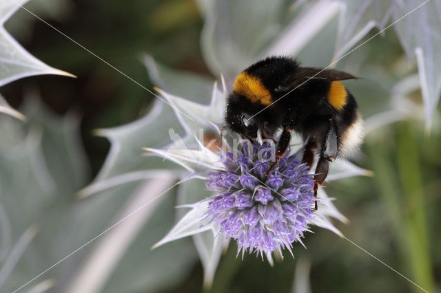 Aardhommel (Bombus terrestris)