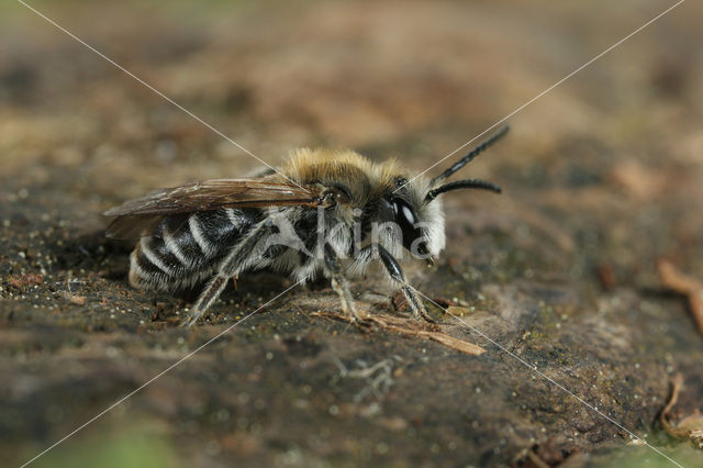 Andrena producta