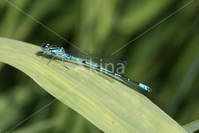 Azuurwaterjuffer (Coenagrion puella)