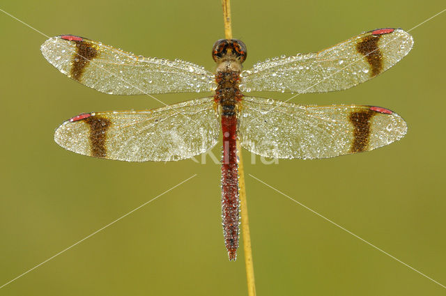 Bandheidelibel (Sympetrum pedemontanum)