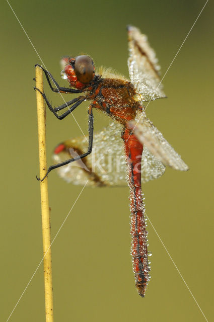 Bandheidelibel (Sympetrum pedemontanum)