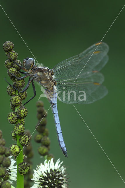 Beekoeverlibel (Orthetrum coerulescens)