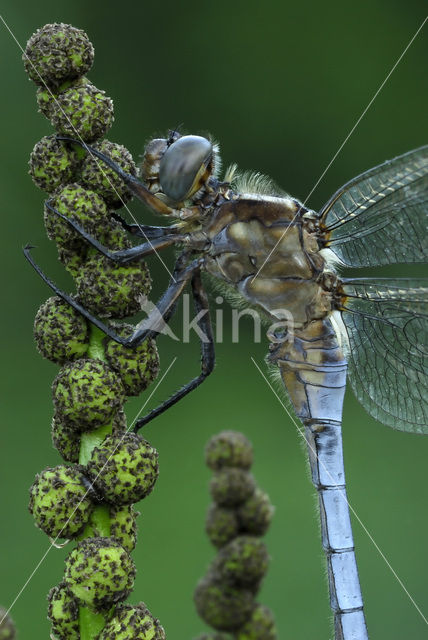 Beekoeverlibel (Orthetrum coerulescens)