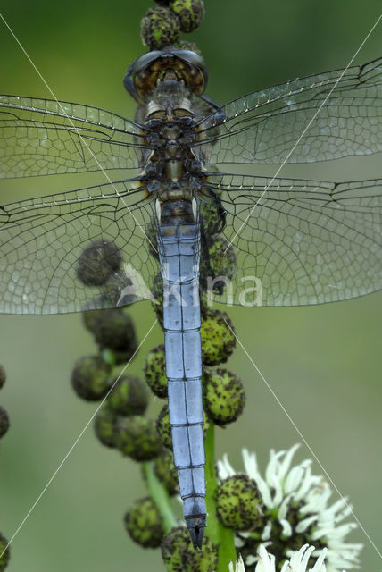 Beekoeverlibel (Orthetrum coerulescens)