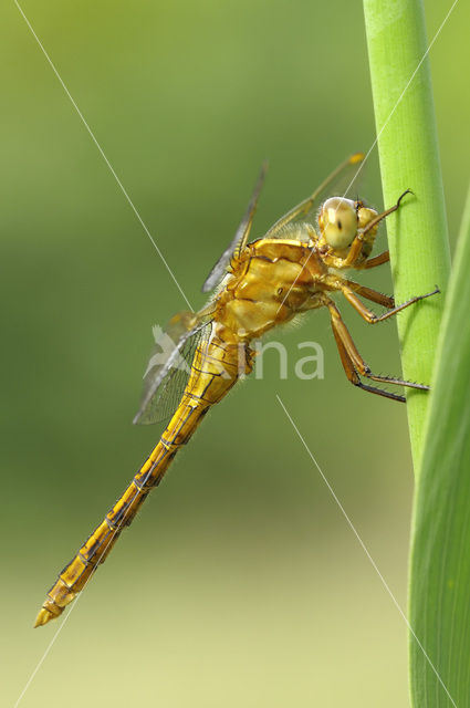 Beekoeverlibel (Orthetrum coerulescens)