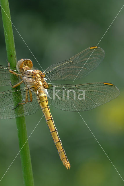 Beekoeverlibel (Orthetrum coerulescens)