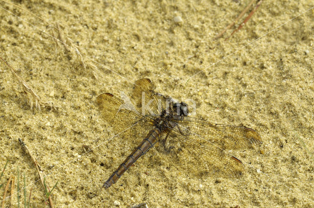 Beekoeverlibel (Orthetrum coerulescens)